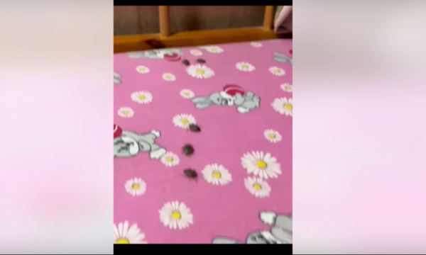 Более пятидесяти кульсаринских детей возвращаются автобусом из Железноводска