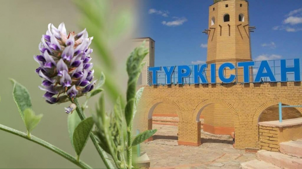 Акимат Туркестанской области введет запрет на срывание солодки голой и ферулы вонючей, из которых делают лекарства